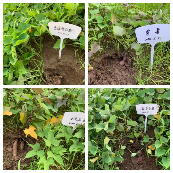 微信图片_20240812170610_副本 微信图片_20240812170610_副本.jpg