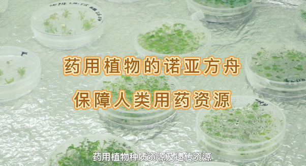 药用植物的诺亚方舟,保障人类药用资源