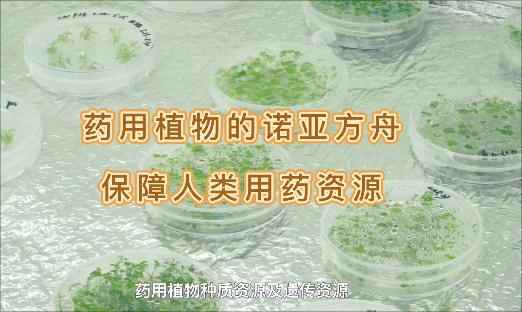 ҩֲŵǷۣʹԡ˻Ҳҩû